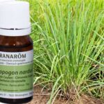 PRANAROM HUILE ESSENTIELLE CITRONNELLE DE CEYLAN 10 ML